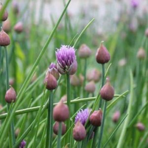 Kruiden planten : Alium schoenoprasum bieslook