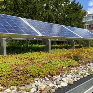 Sedum lichtgewicht cassettes prijs per m²