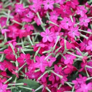 Kruiden planten: Dianthus flashing light steen Anjer