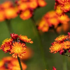 Kruiden planten: Hieracium aurantiacum havikskruid