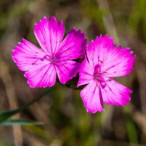Kruiden planten: Dianthus Kartuizer anjer