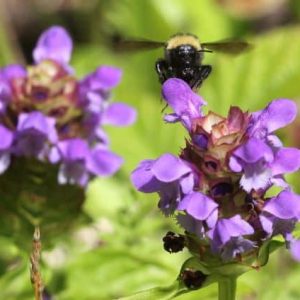 Kruiden planten Prunella Vulgaris bijenkorfje