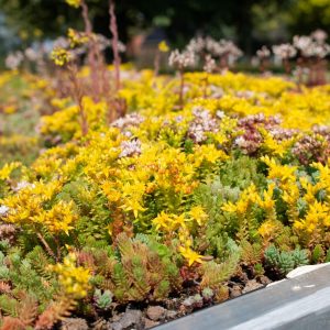 Sedum lichtgewicht cassettes voor platte en licht hellende daken prijs per cassette