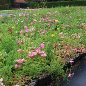 Sedum-kruiden cassette pakket waterbuffer± 35 liter/ m² prijs per m²