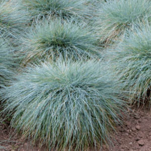 Koeleria glauca 'Blue Sprite' siergrasje