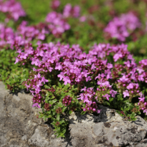 Kruiden planten Thymus serpyllum  kleine tijm